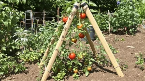 Ce support en bambou empêche vos tomates de pourrir au sol : fabriquez-le facilement au potager