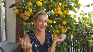 Citronnier qui ne donne rien : enterrez ce déchet de cuisine au pied, il se couvre de fruits