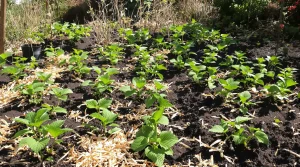 Fraises : ce que les anciens faisaient toujours en février pour leurs plants (et pourquoi)