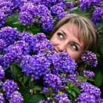 Vos hortensias deviennent plus sains et éclatants si vous répandez cet élément naturel au pied