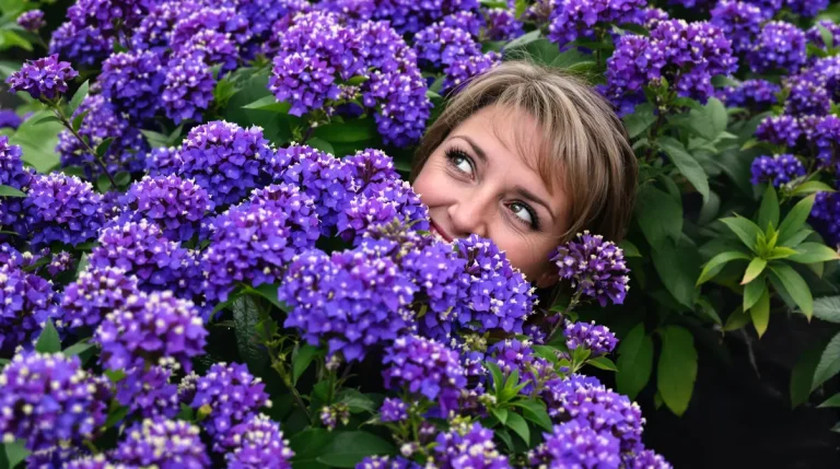 Vos hortensias deviennent plus sains et éclatants si vous répandez cet élément naturel au pied